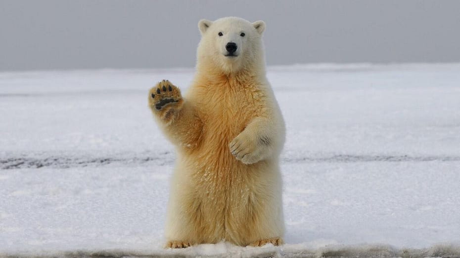 Bear
